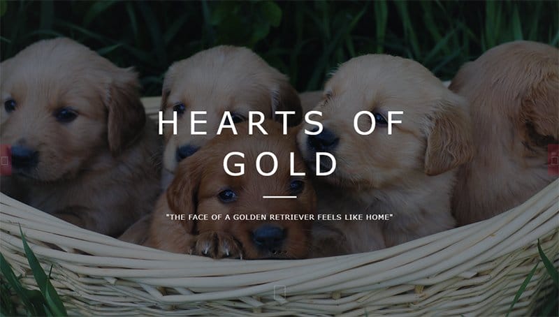 5. Ranch Retriever Puppies - Best JavaScript Website Examples